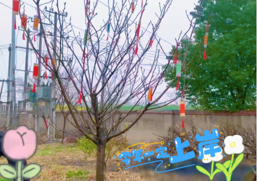 【安徽兴政公考】许愿树下的青春约定：以希望之名，赴理想之约